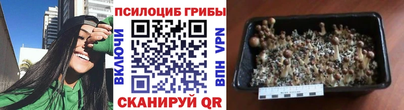 Галлюциногенные грибы Magic Shrooms  Купить  Юрьев-Польский 
